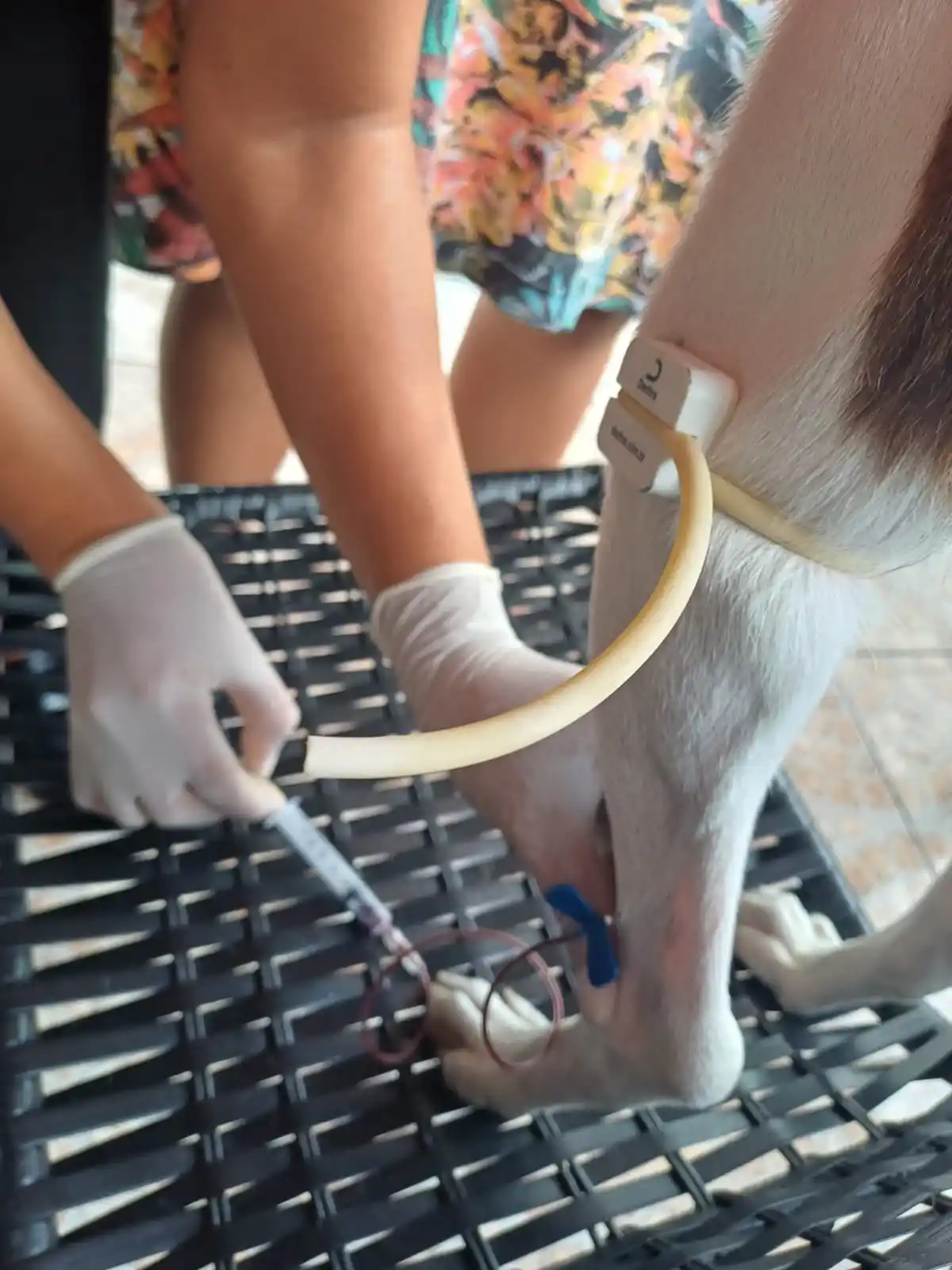 Cuidado veterinário em casa